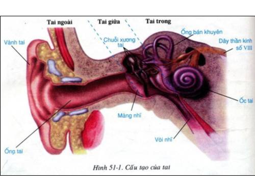 tranh sinh hoc 8 tu 161-180