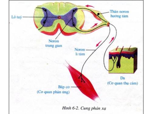 tranh sinh hoc 8 tu 21- 46