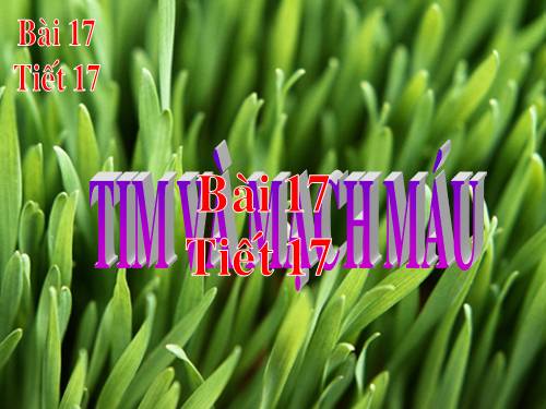 Bài 17. Tim và mạch máu