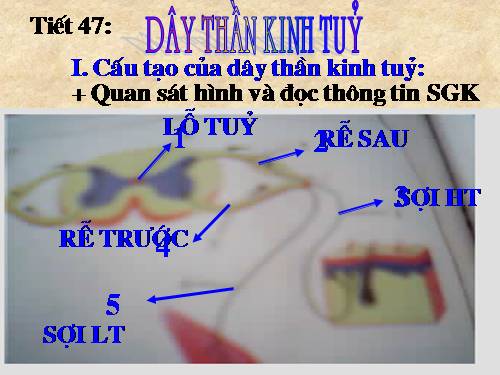 Bài 45. Dây thần kinh tủy