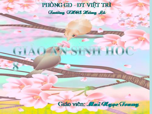Bài 46. Trụ não. Tiểu não. Não trung gian