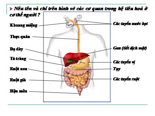Bài 25. Tiêu hóa ở khoang miệng