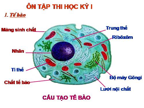 Bài 35. Ôn tập học kì I