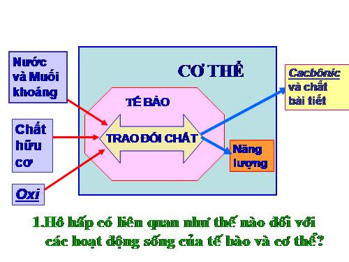 Bài 20. Hô hấp và các cơ quan hô hấp