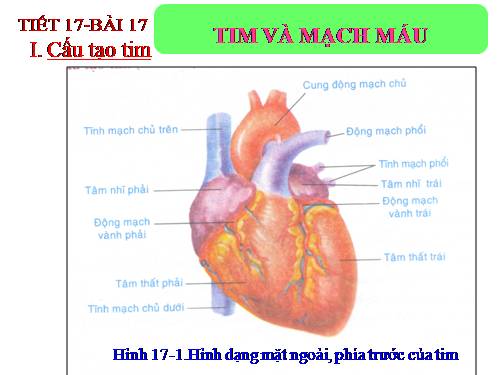 Bài 17. Tim và mạch máu