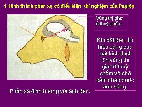 Bài 52. Phản xạ không điều kiện và phản xạ có điều kiện