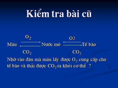 Bài 20. Hô hấp và các cơ quan hô hấp