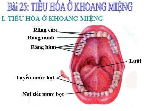 Bài 25. Tiêu hóa ở khoang miệng