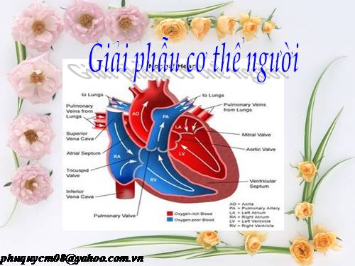Hình ảnh giải phẫu người