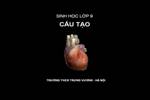 Cấu tạo của tim