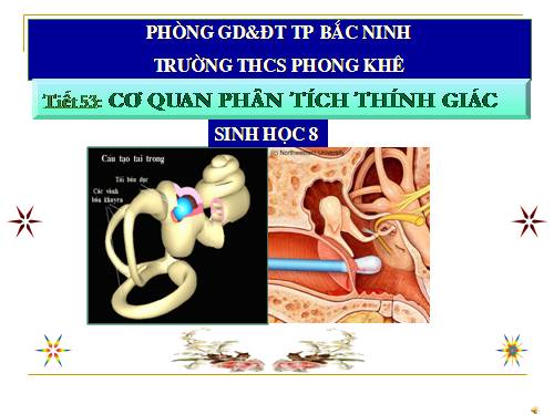 Bài 51. Cơ quan phân tích thính giác