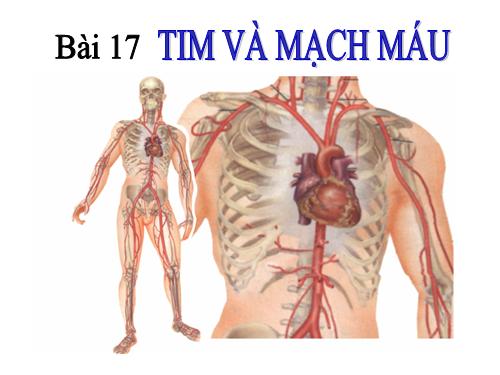 Bài 17. Tim và mạch máu