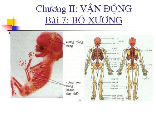 Bài 7. Bộ xương