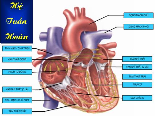 Bài 35. Ôn tập học kì I