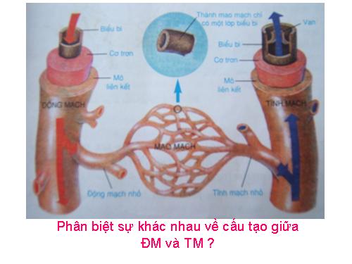 Bài 18. Vận chuyển máu qua hệ mạch. Vệ sinh hệ tuần hoàn