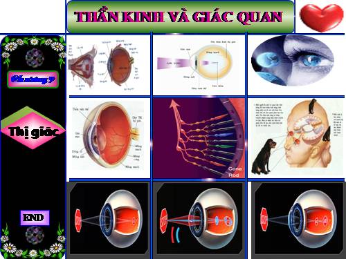 CHƯƠNG HỆ THẦN KINH