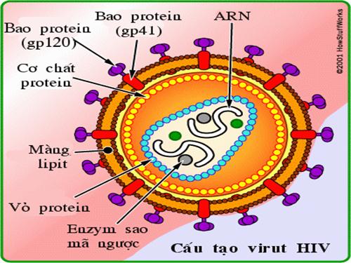 Hình ảnh cho bài tránh thai và AIDS...