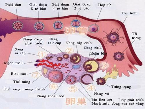 Hình ảnh cho bài thụ tinh thụ thai và sự phát triển của thai