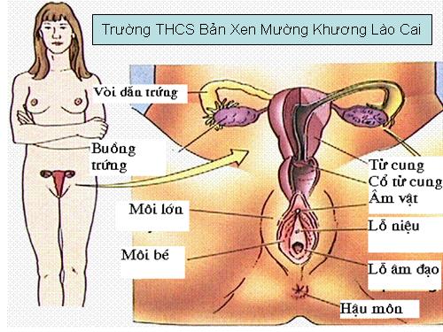 Hình ảnh cho bài cấu tạo cơ quan sinh dục nữ