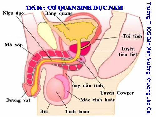 Bài 60. Cơ quan sinh dục nam