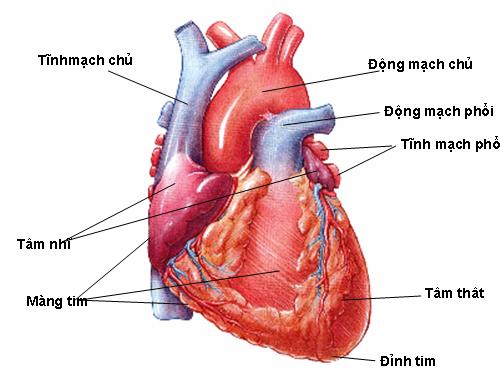 Bài 17. Tim và mạch máu