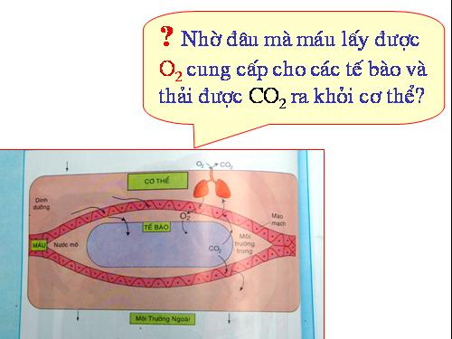 Bài 20. Hô hấp và các cơ quan hô hấp