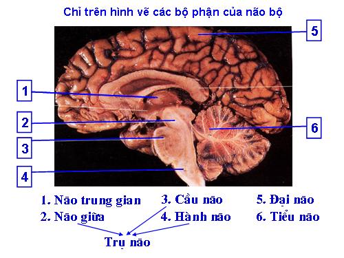 Bài 47. Đại não