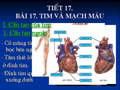 Bài 17. Tim và mạch máu