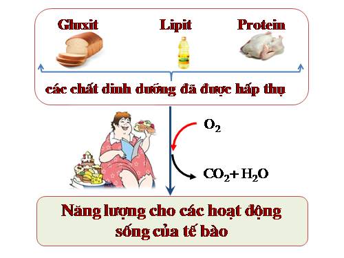 Bài 20. Hô hấp và các cơ quan hô hấp