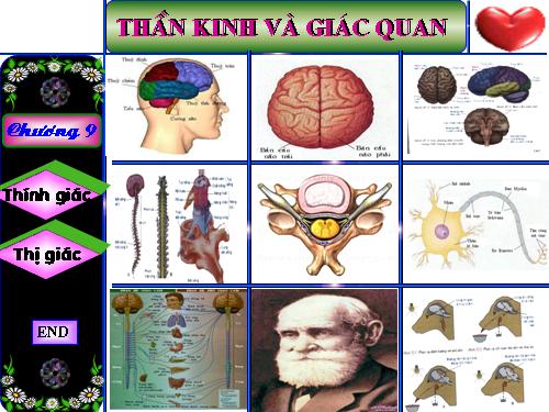 Bài 43 Thần kinh và giác quan