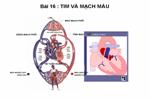 Bài 17. Tim và mạch máu