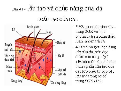 Bài 41. Cấu tạo và chức năng của da