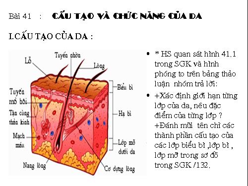 Bài 41. Cấu tạo và chức năng của da