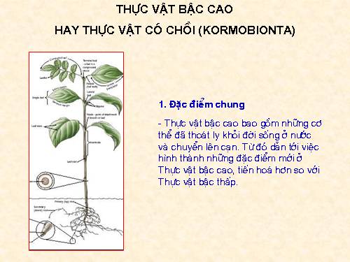 thực vật bậc cao nghành có trồi2Reu - Quyet - Hat tran - update 3.2008