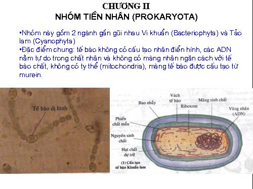 nghành tảo lamnhóm tiền phân