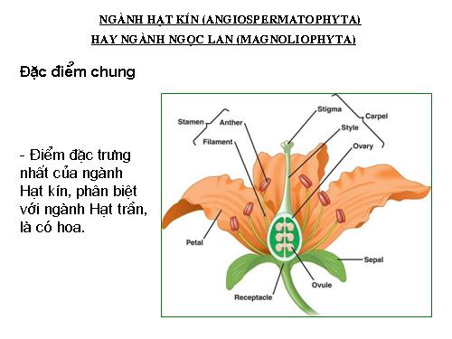 nghành hạt kín hoa ngọc lan.2008