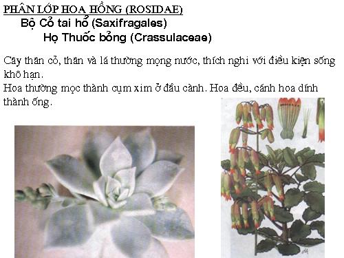 lớp phấn hoa hồng họ thuốc bỏng - Cuc