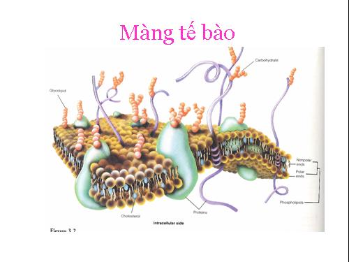 Bài 3. Tế bào