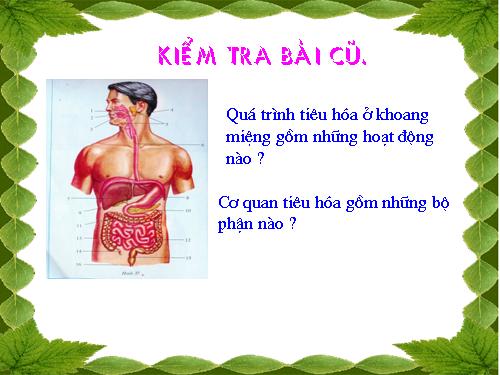 Bài 25. Tiêu hóa ở khoang miệng