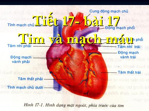 Bài 17. Tim và mạch máu