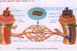 Bài 17. Tim và mạch máu