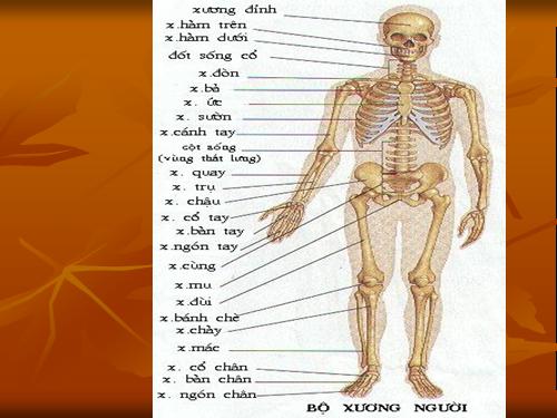 Bài 8. Cấu tạo và tính chất của xương