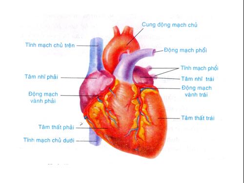 Tiết 17.Tim và mạch maú