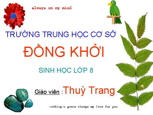 Bài 17. Tim và mạch máu