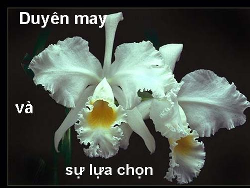 Duyên May Và Sự Lựa Chọn