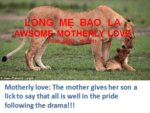 LÒNG MẸ BAO LA - AWSOME MOTHERLY LOVE - 11/11/11