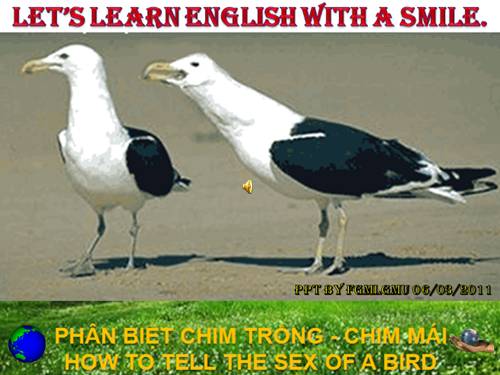 LET'S LEARN ENGLISH WITH A SMILE - HOW TO TELL THE SEX OF A BIRD - PHÂN BIỆT CHIM TRỐNG CHIM MÁI - MẶT TRỜI BÉ CON - TRẦN TIẾN