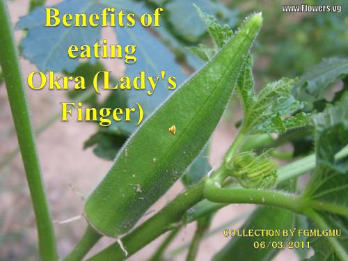 OKRA - LADY'S FINGER - AI VỀ SÔNG TƯƠNG - IF YOU STOP BY THE LOVESICK RIVER