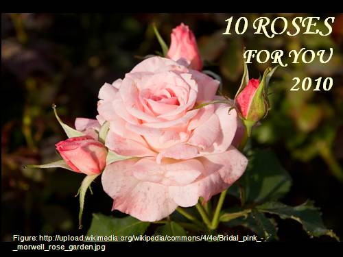 TEN ROSES FOR YOU