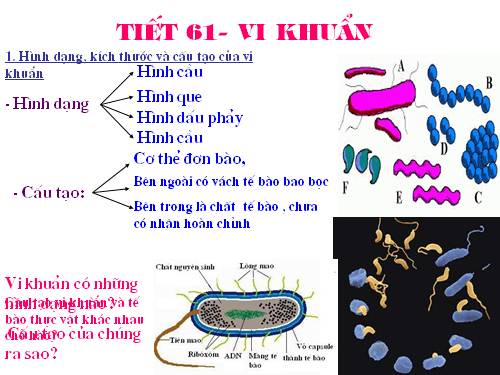 tiet 61- vi khuan